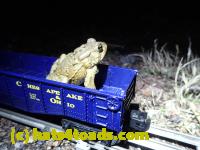 /home//u458753944/public_html/sourcegallery/////////////////////////Roxborough Toad Detour/2013-2019/2017/P4040672.JPG